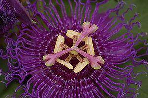 Velvety Passion Flower