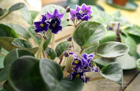 Delphi, Indiana: The Flower Shop Shy Violets