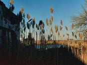 Cinematic Orchestra Build Home