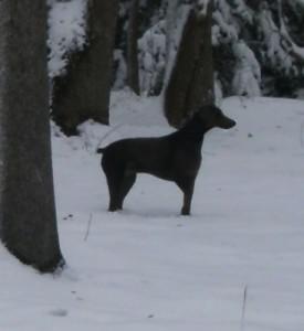 A Thoughtful Stroll: The Dogs at K-9 Town