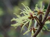 Plant Week: Hamamelis Japonica ‘Superba’