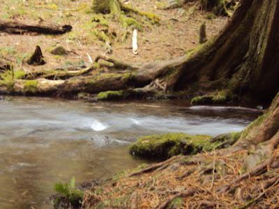 Sunday Hike At Wahkeena Falls