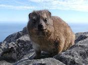 Hyrax Elephant's Cousin