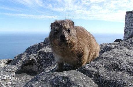 The Hyrax - The Elephant's Cousin