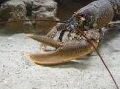 Featured Animal: Lobster