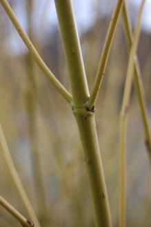 Cornus sericea 'Budds Yellow' stem (21/01/2012, Kew, London)