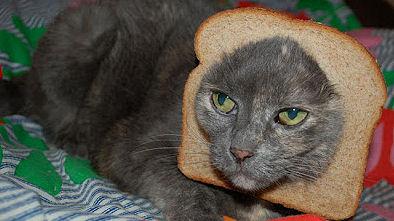 Breaded Cats