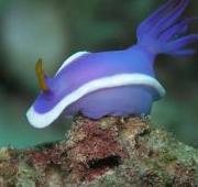 Sea Slug