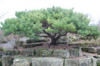 Pinus pumila (21/01/2012, Kew, London)