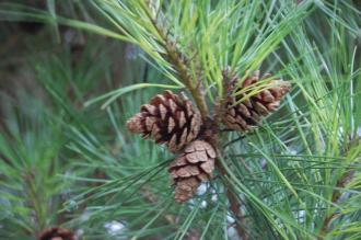 Pinus pumila cones (21/01/2012, Kew, London)