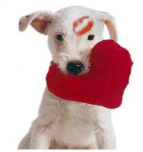 Treat Your Dog This Valentine’s Day