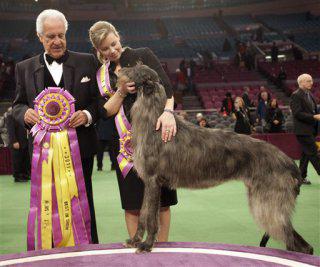 Westminster's  2011 Best In Show winner, Scottish Deerhound, 'Hickory': image via westminsterkennelclub.org