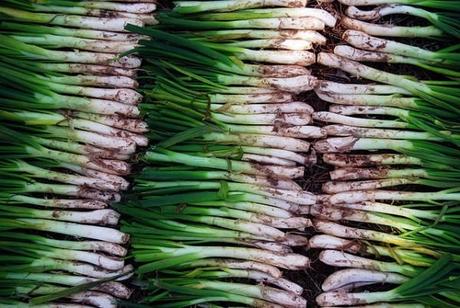 calçots calcotada catalonia