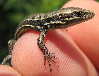 Baby Lizards That Fit In The Palm Of Your Hand