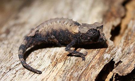 World's Tiniest Chameleons Found In Madagascar