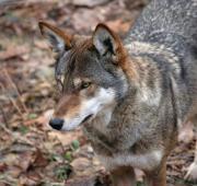 Red Wolf