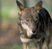 Red Wolf