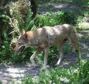 Red Wolf