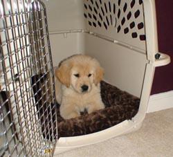 Crate Training a Puppy