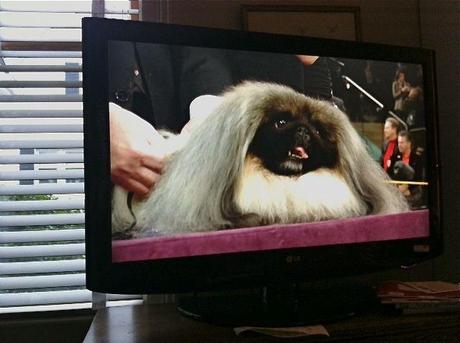 Malachy-the Pekingese-Best-in-Show