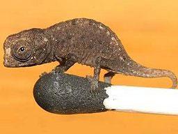 Brookesia micra, believed to be the smallest chameleon in the world: Photo by Jörn Köhler via cnews.canoe.ca