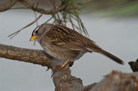 The White-Crowned Sparrow