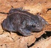Spadefoot Toad