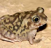 Spadefoot Toad