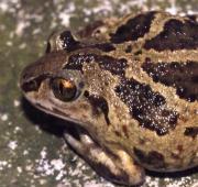 Spadefoot Toad