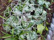 Best Hanging Baskets