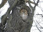 Tawny Owl