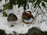 Mandarin Ducks