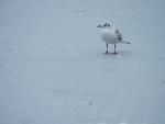 Black-Headed Gull