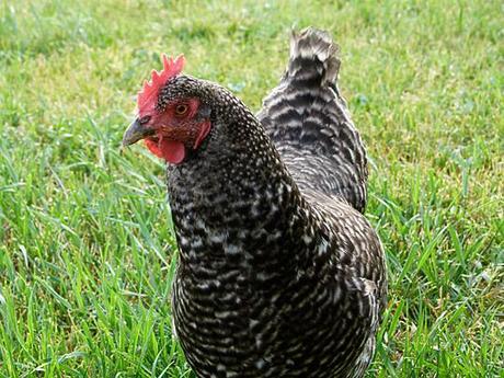 Free-Range Chicken Gardens