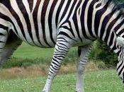 Researchers Learn Zebra Stripes!