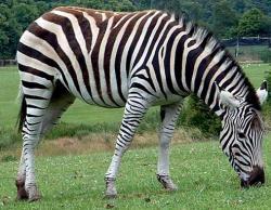 How did the zebra get his stripes?: image via justanimal.org