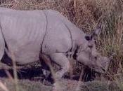 Featured Animal: Indian Rhinoceros