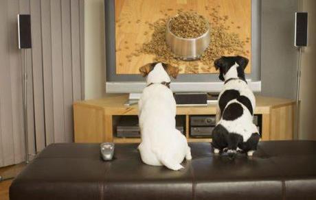 Dogs watching TV (and probably salivating): image via sodahead.com