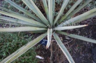 Yucca baccata Detail (21/01/2012, Kew, London)