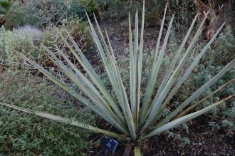 Yucca baccata (21/01/2012, Kew, London)