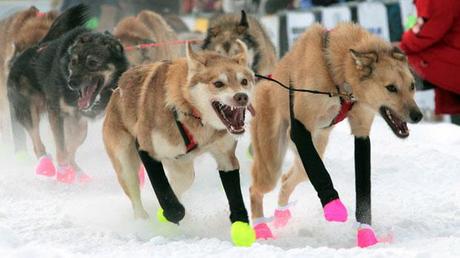 Hugh Neff Wins 2012 Yukon Quest