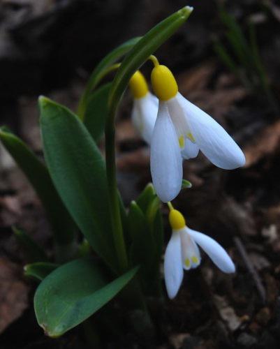 The worlds most expensive snowdrop: a sound investment