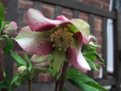 Opps! More Hellebores