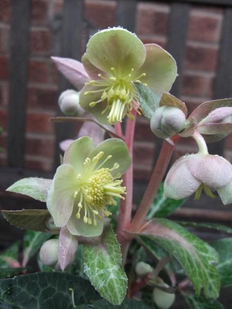 Opps! More Hellebores
