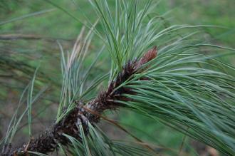 Pinus ponderosa detail (21/01/2012, Kew, London)