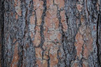 Pinus ponderosa bark (21/01/2012, Kew, London)