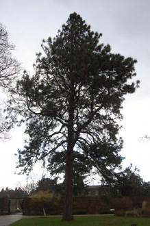 Pinus ponderosa (21/01/2012, Kew, London)
