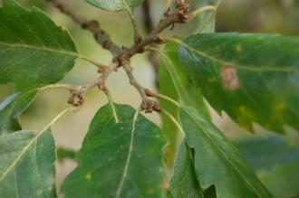 Quercus x hispanica 'Lucombeana' Buds (21/01/2012, Kew, London)