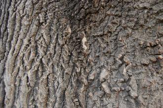 Quercus x hispanica 'Lucombeana' Trunk (21/01/2012, Kew, London)