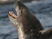 Featured Animal: Leopard Seal